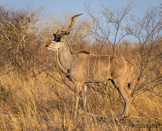 Greater Kudu