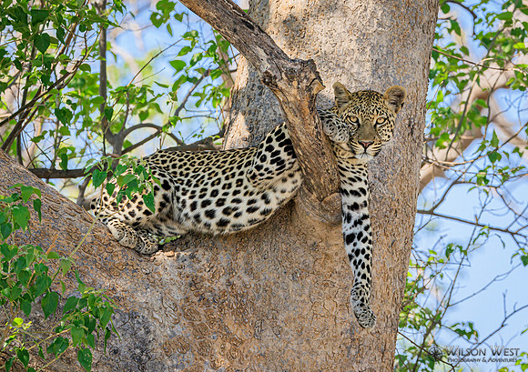 Leopard