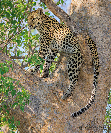 Leopard