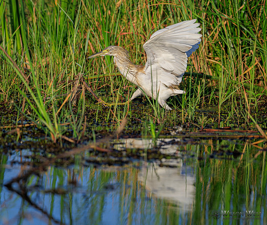 Squacco Heron